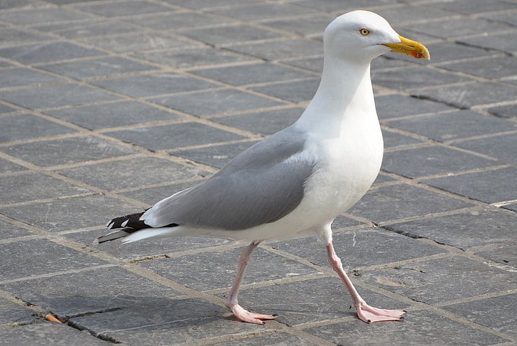 seagull-animal-bird-preview.jpg